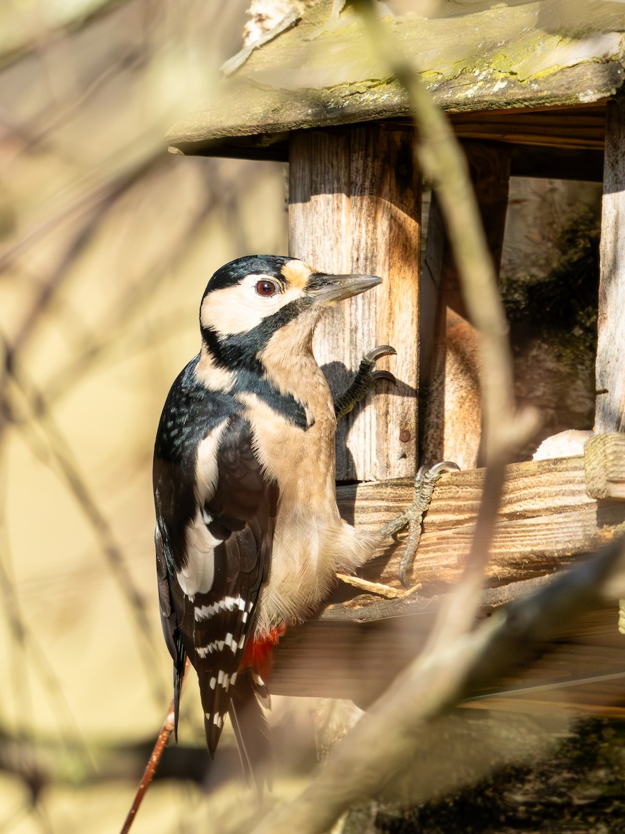 Great Spotted Woodpecker - ML645386233