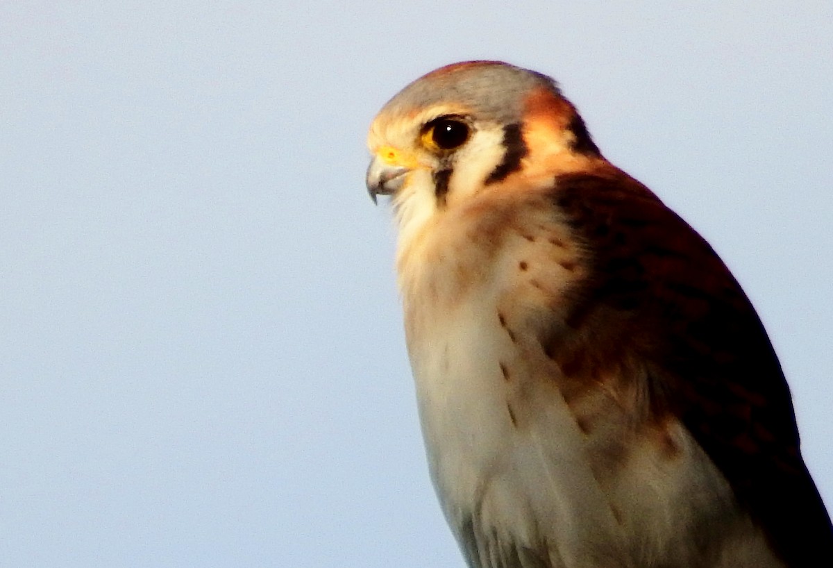 Ala Kerkenez - ML645386234