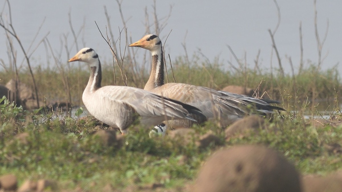 Oie à tête barrée - ML645386235