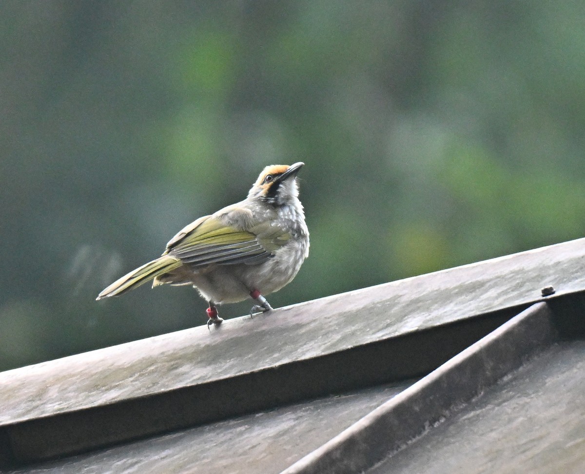 Straw-headed Bulbul - ML645386236