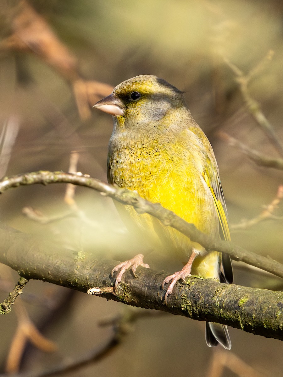 European Greenfinch - ML645386238