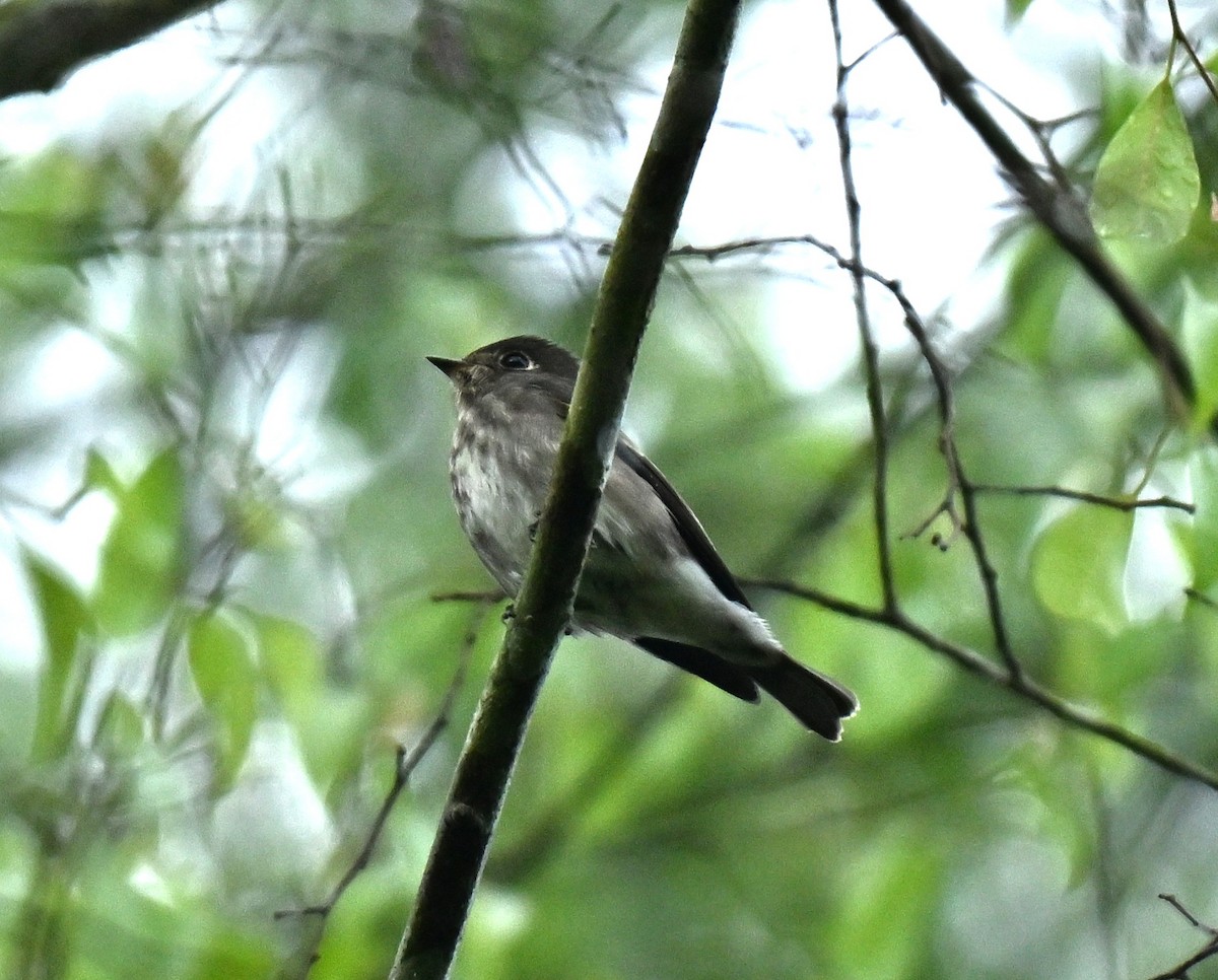 חטפית כהה - ML645386240