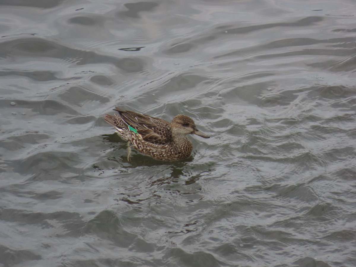 Green-winged Teal - ML645386241