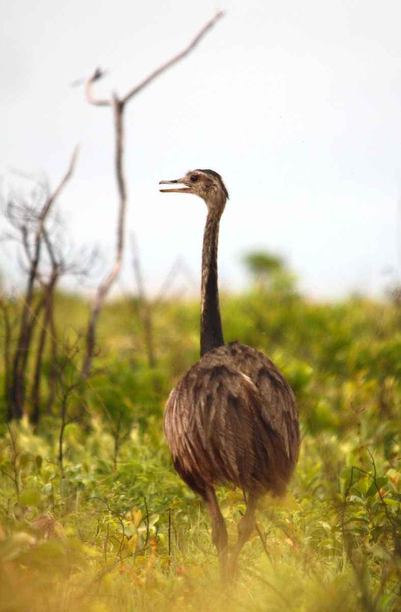 Greater Rhea - ML645386242