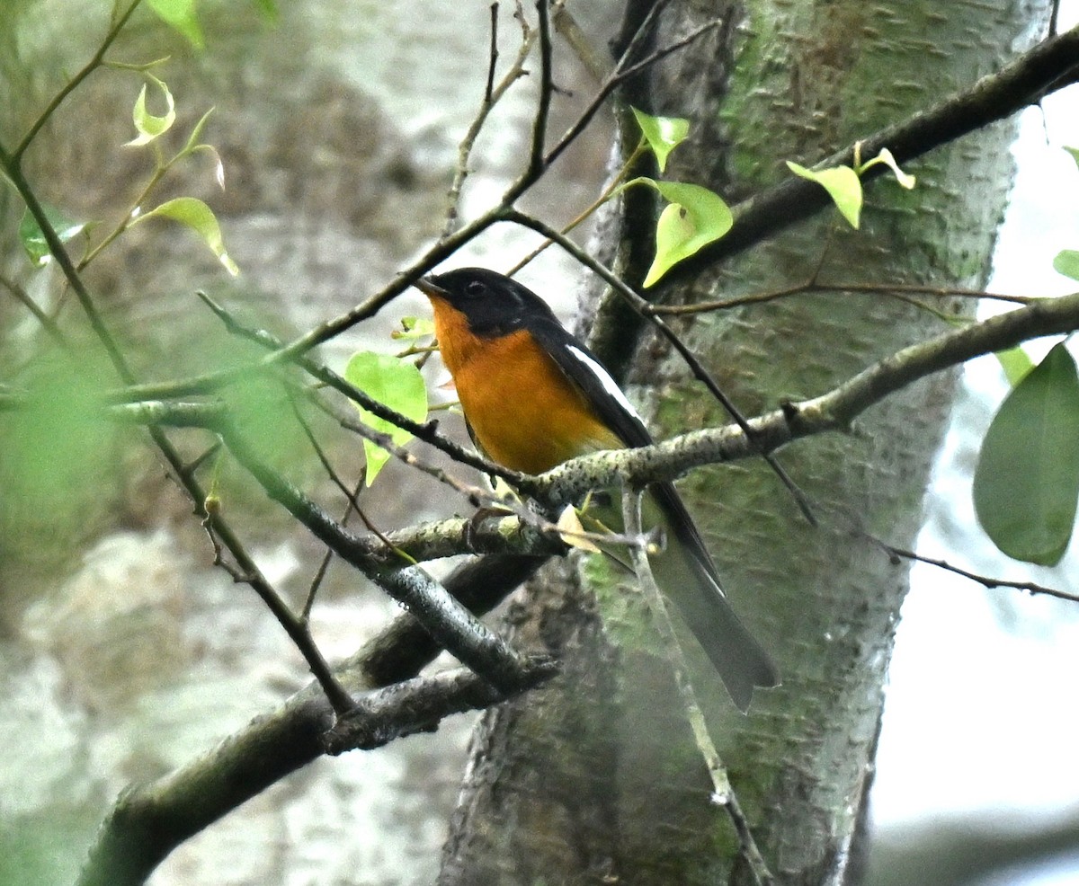 חטפית מוגימקי - ML645386252