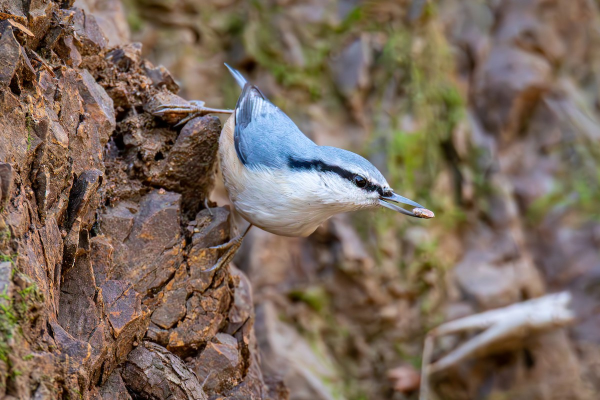Eurasian Nuthatch - ML645386253
