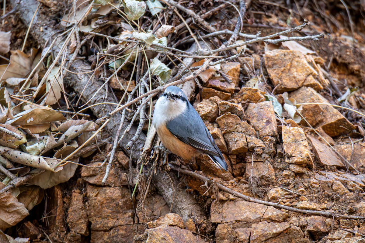 Eurasian Nuthatch - ML645386254