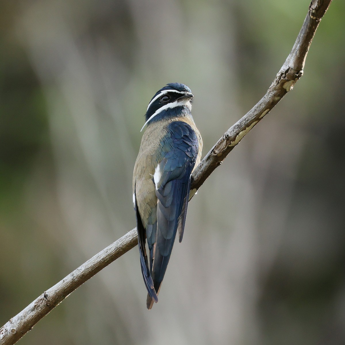 Whiskered Treeswift - ML645386273
