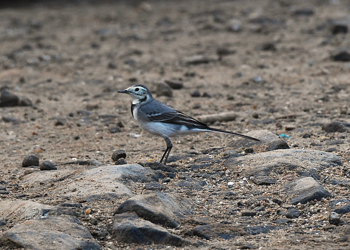 White Wagtail - ML645386274