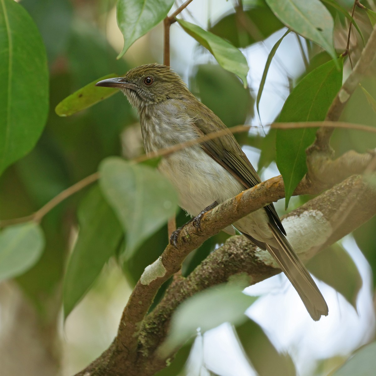 Streaked Bulbul - ML645386280