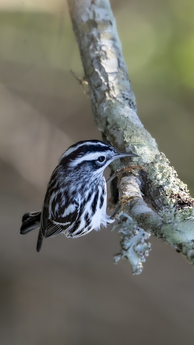 Black-and-white Warbler - ML645386283