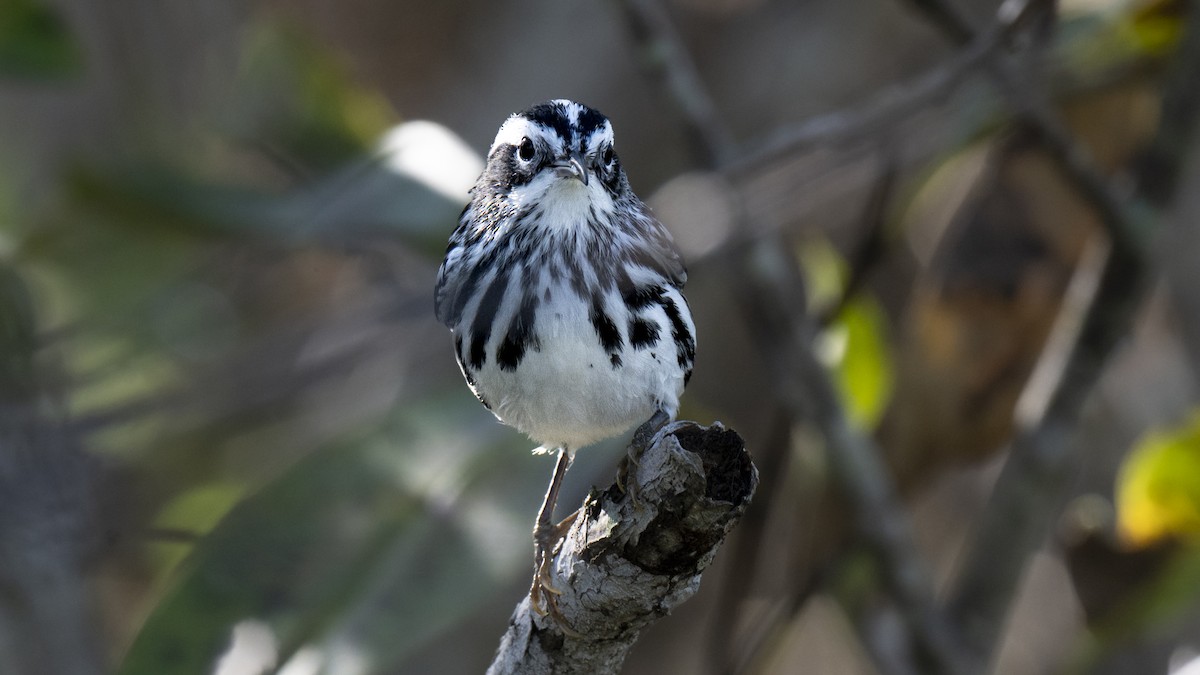 Black-and-white Warbler - ML645386284