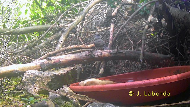 סבכי רונן מערבי - ML645386286