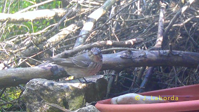 חטפית אפורה - ML645386291