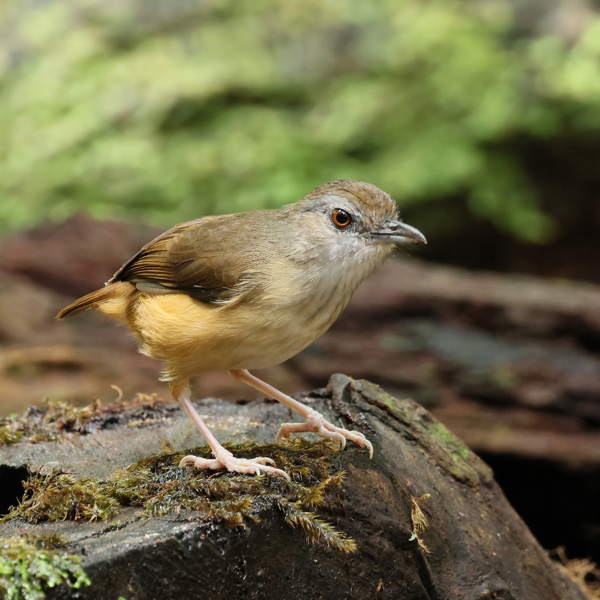 Horsfieldmausdrossling - ML645386293