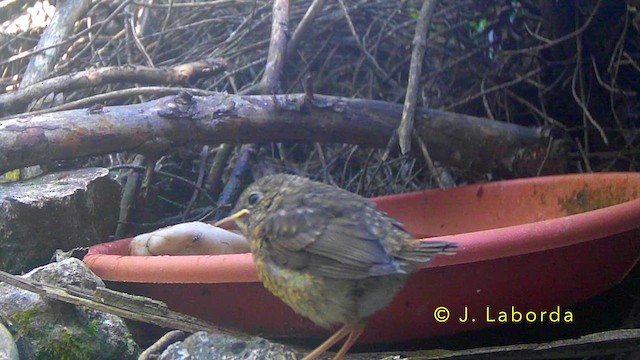 אדום חזה - ML645386294