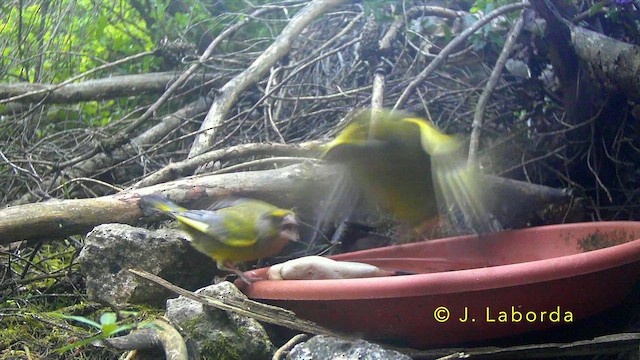 ירקון - ML645386296