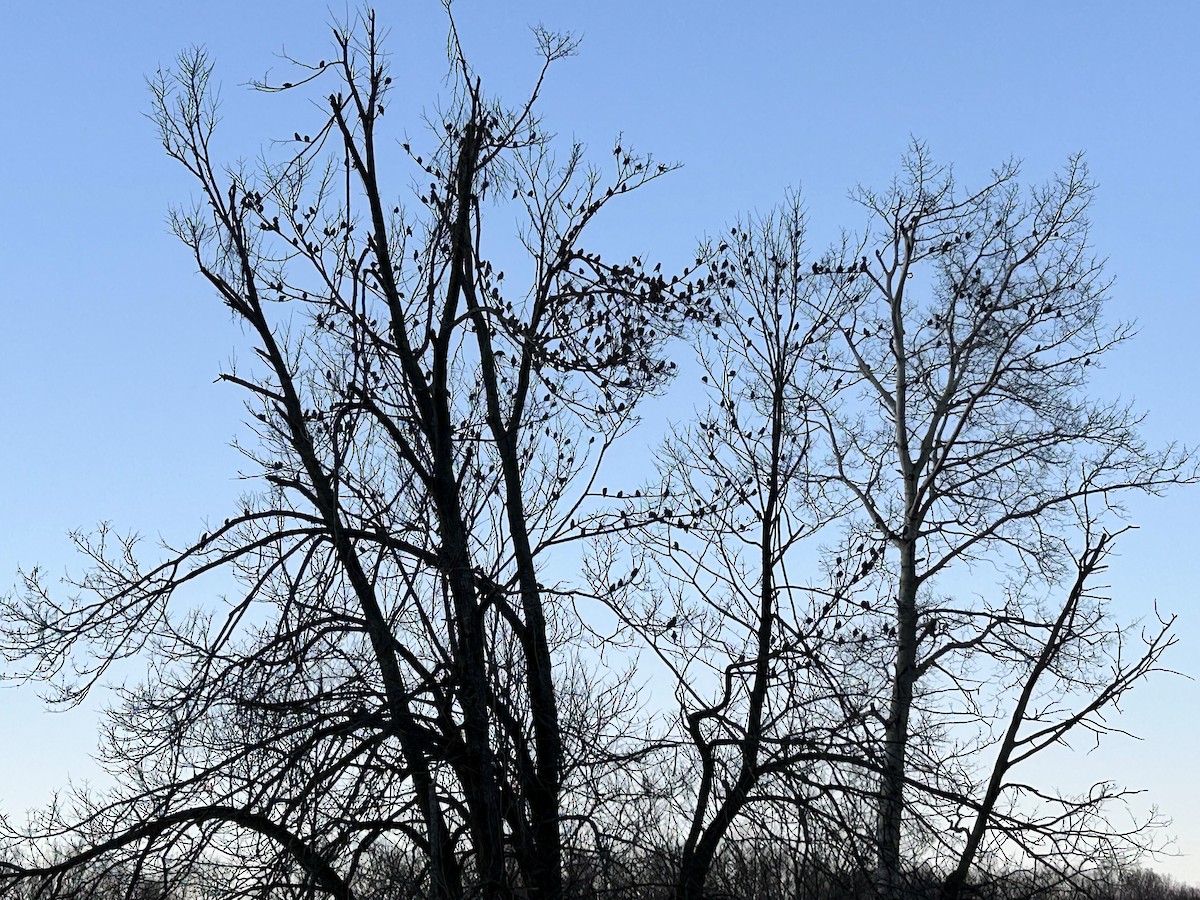 Bohemian Waxwing - ML645386299