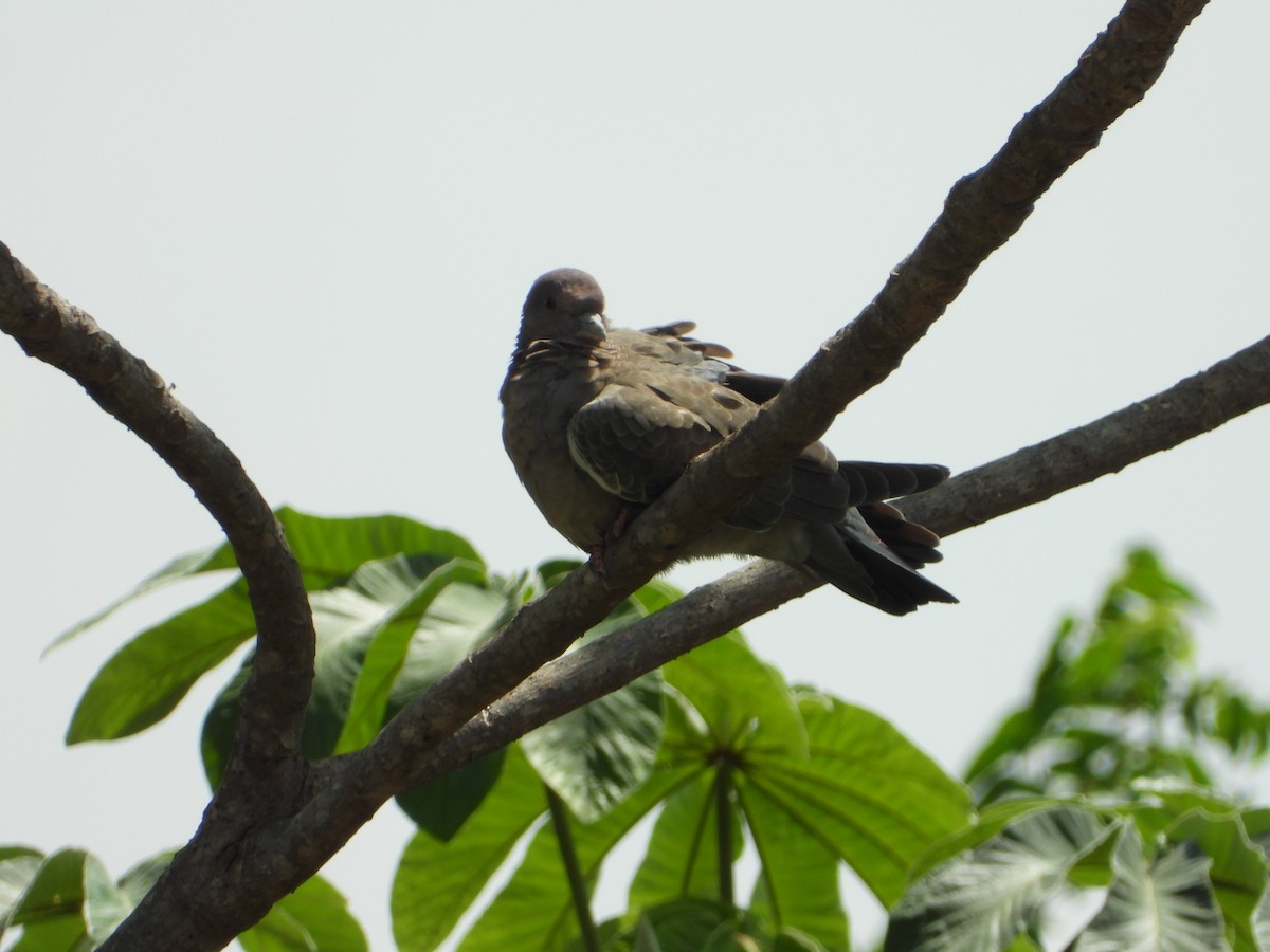 Pikazuro Güvercini - ML645386303