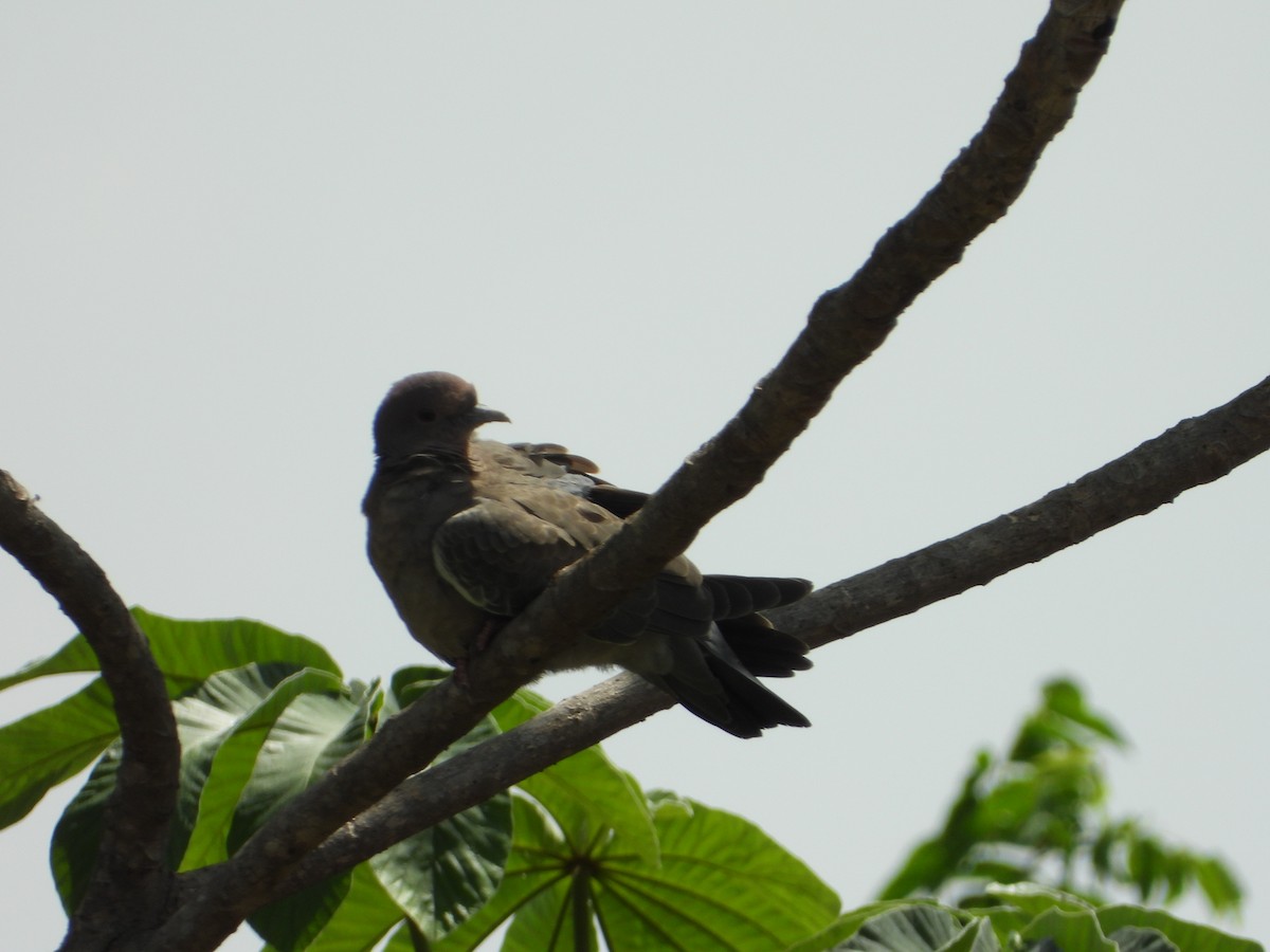 Pikazuro Güvercini - ML645386304