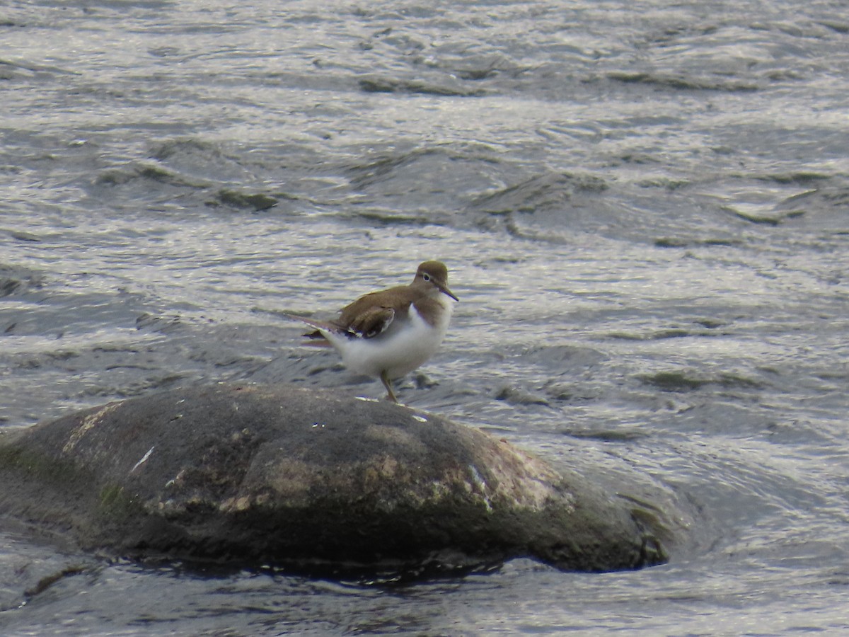 Common Sandpiper - ML645386324