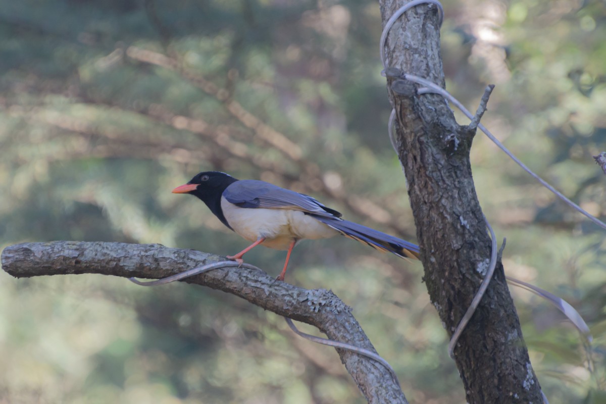 Red-billed Blue-Magpie - ML645386343