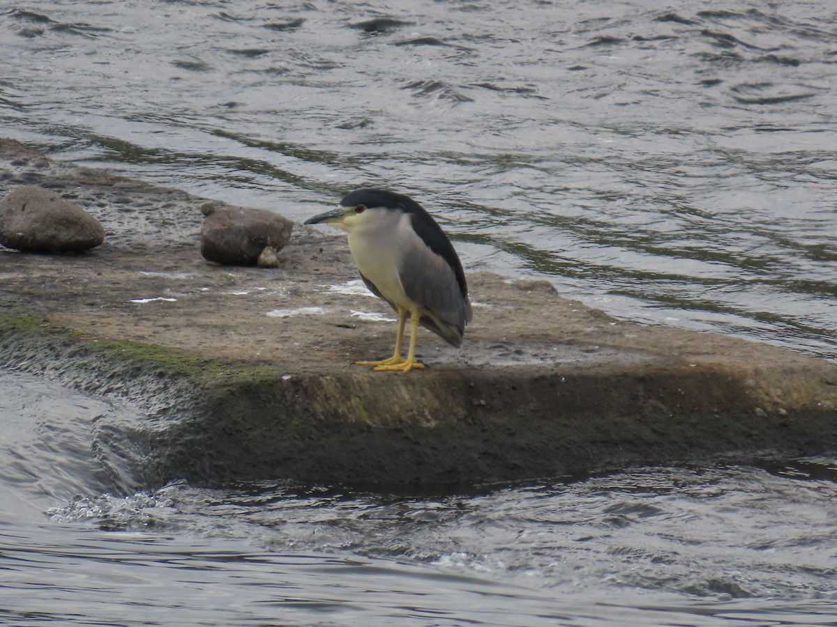 Black-crowned Night Heron - ML645386344