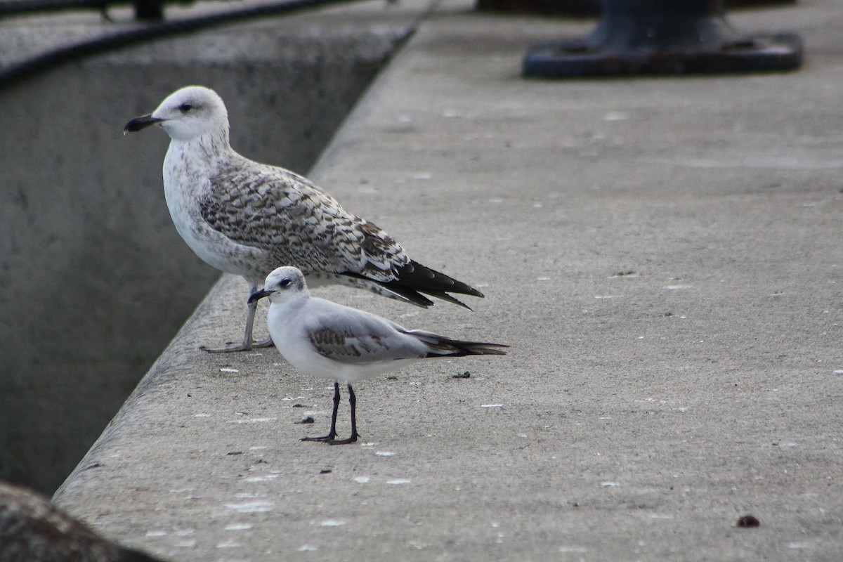 Mediterranean Gull - ML645386345