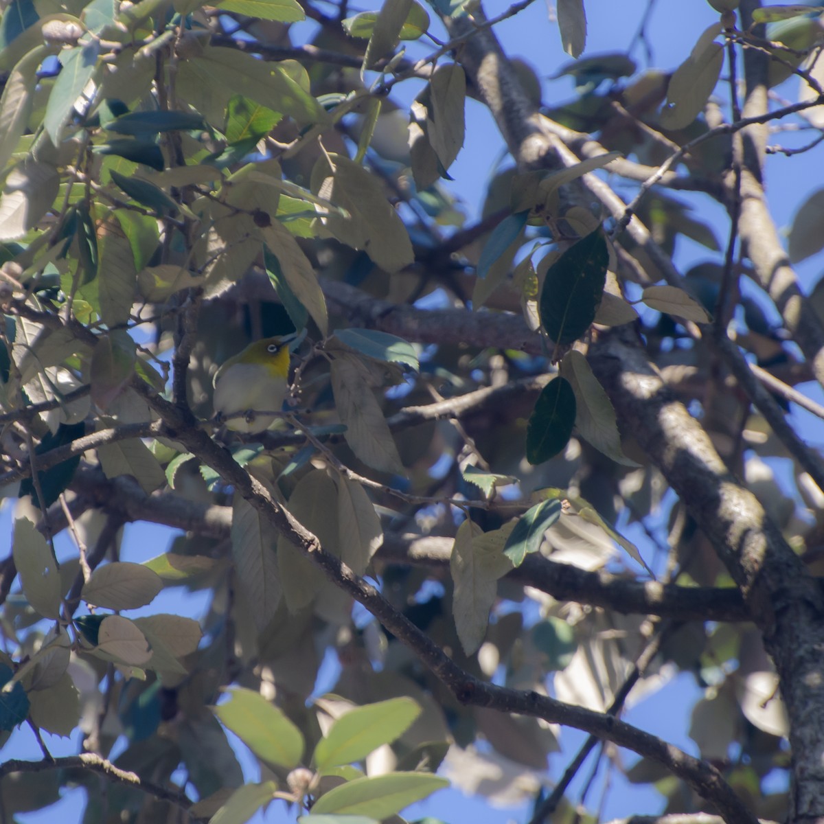 Indian White-eye - ML645386353
