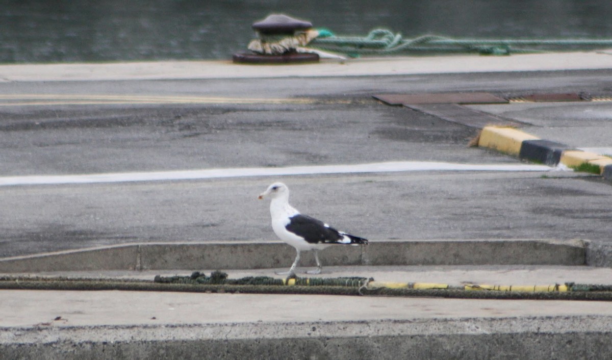 Kelp Gull - ML645386355