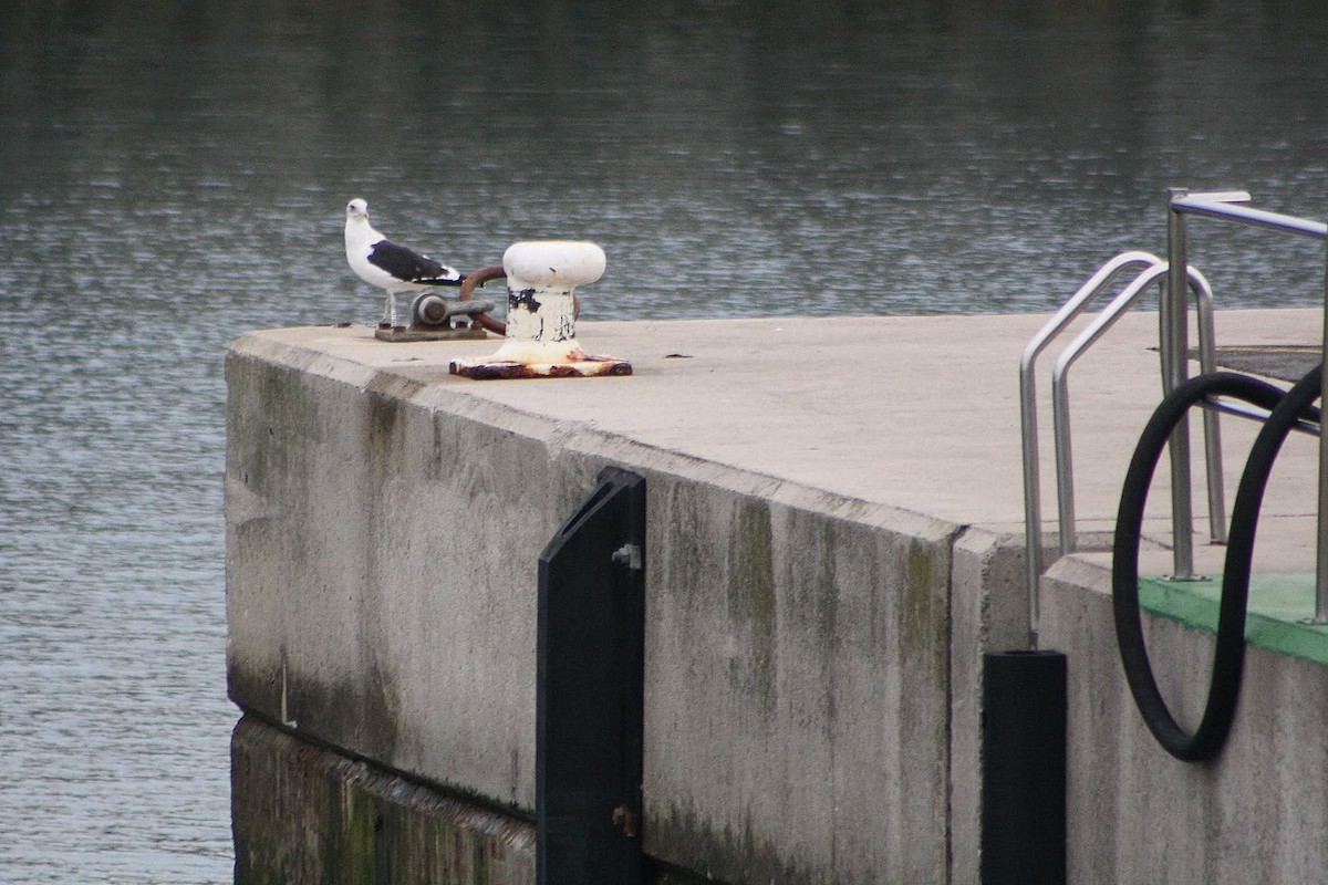 Kelp Gull - ML645386356