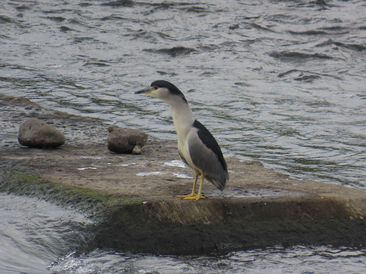 Black-crowned Night Heron - ML645386359