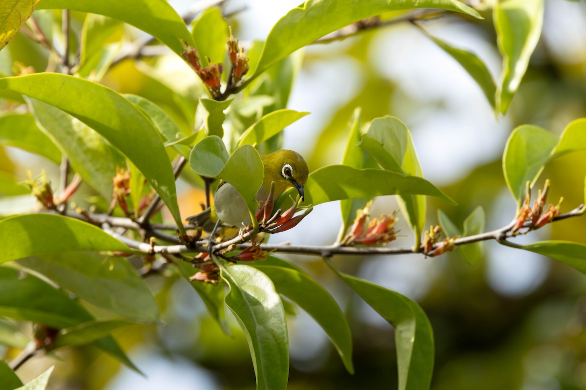 Swinhoe's White-eye - ML645386360