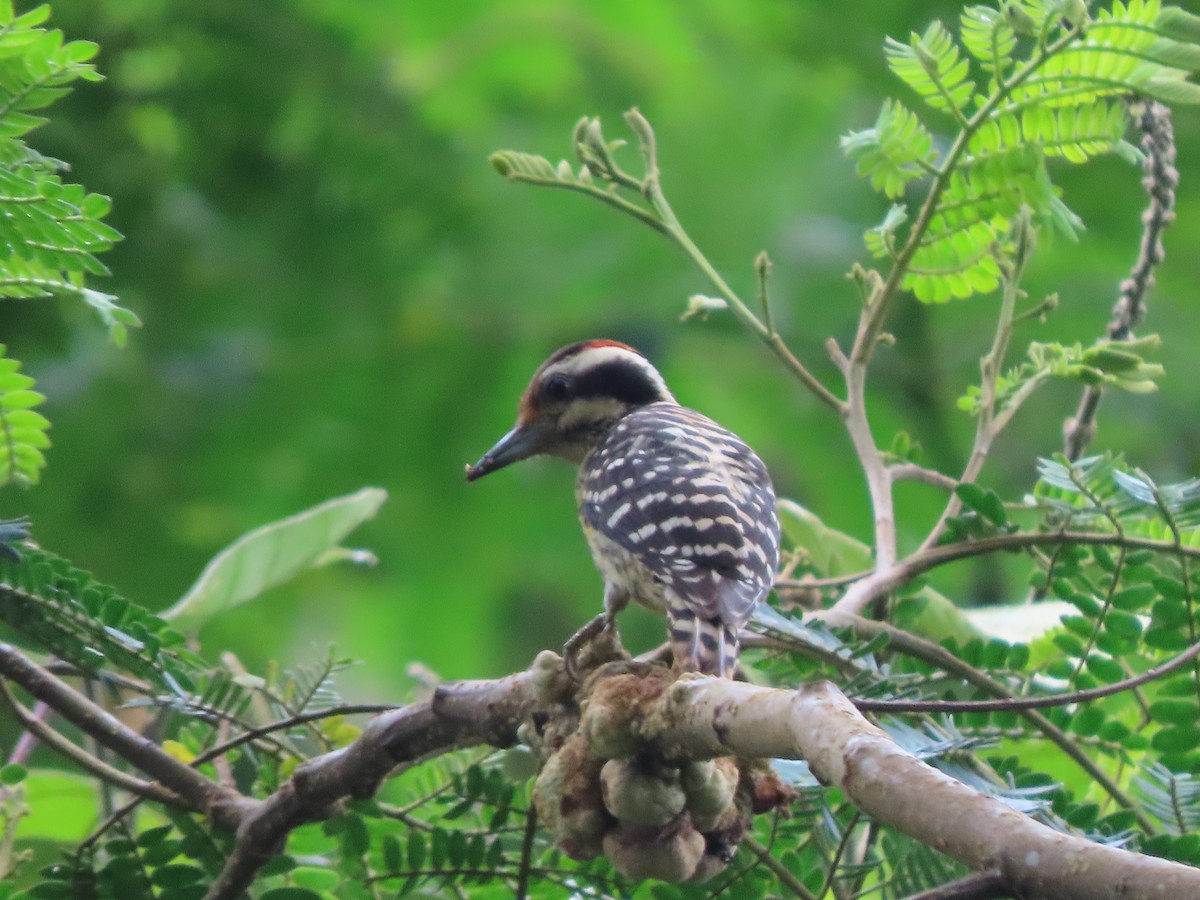 Philippine Pygmy Woodpecker - ML645386365