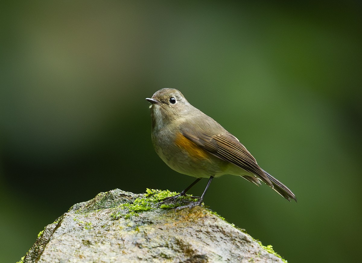 Himalayan Bluetail - ML645386370