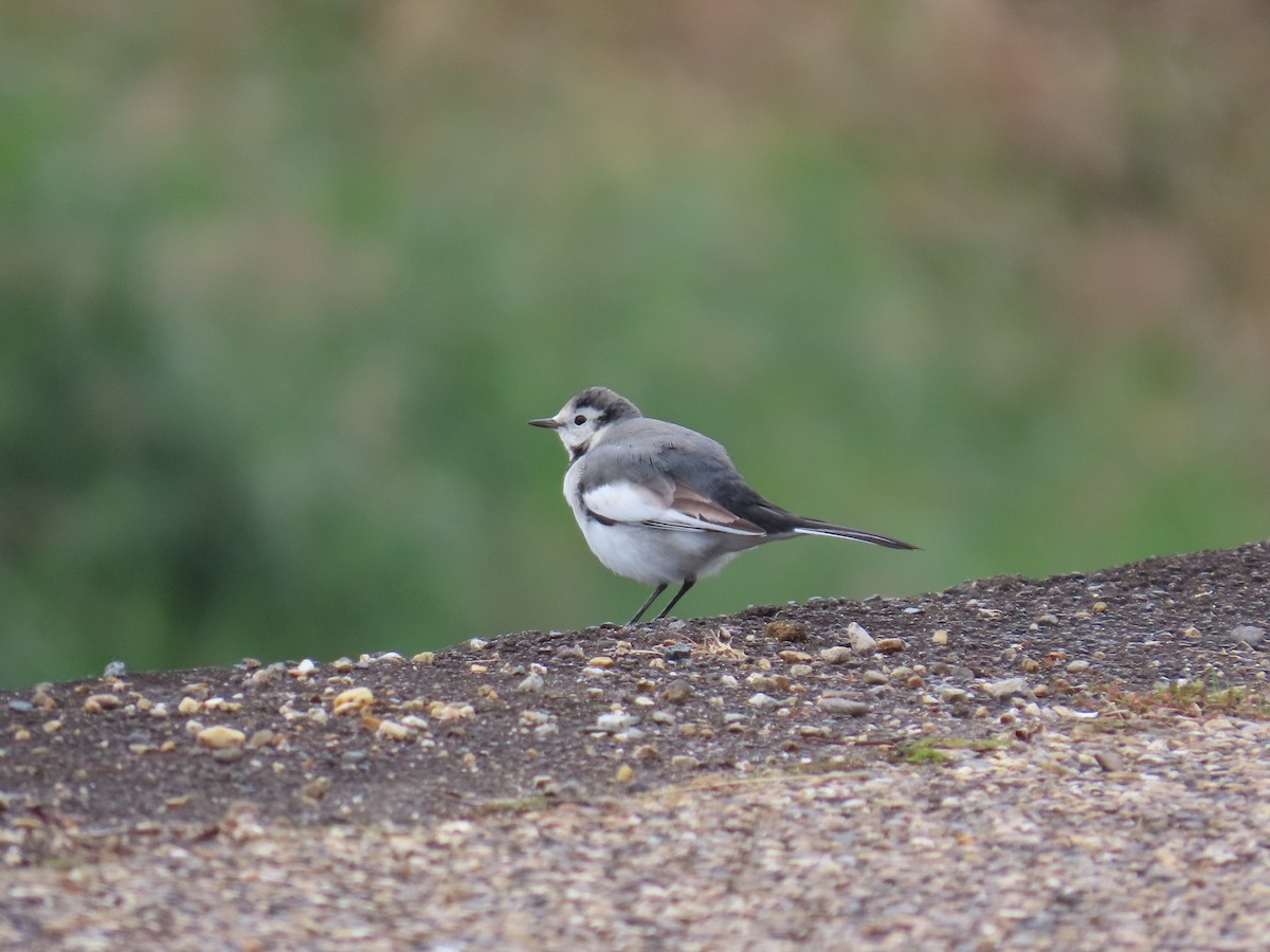 White Wagtail - ML645386373