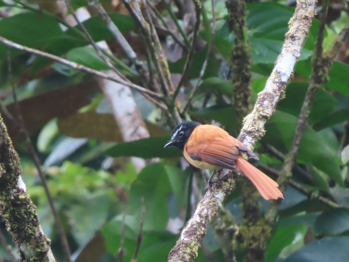 Black-and-cinnamon Fantail - ML645386374