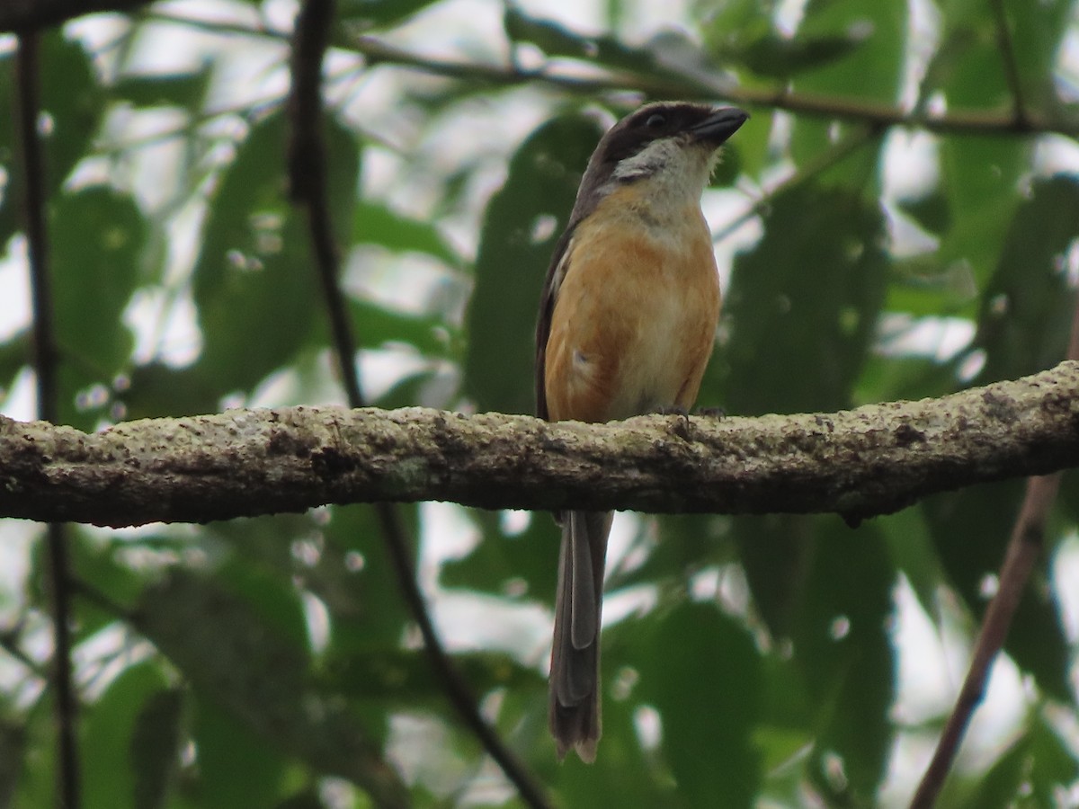 Mountain Shrike - ML645386387