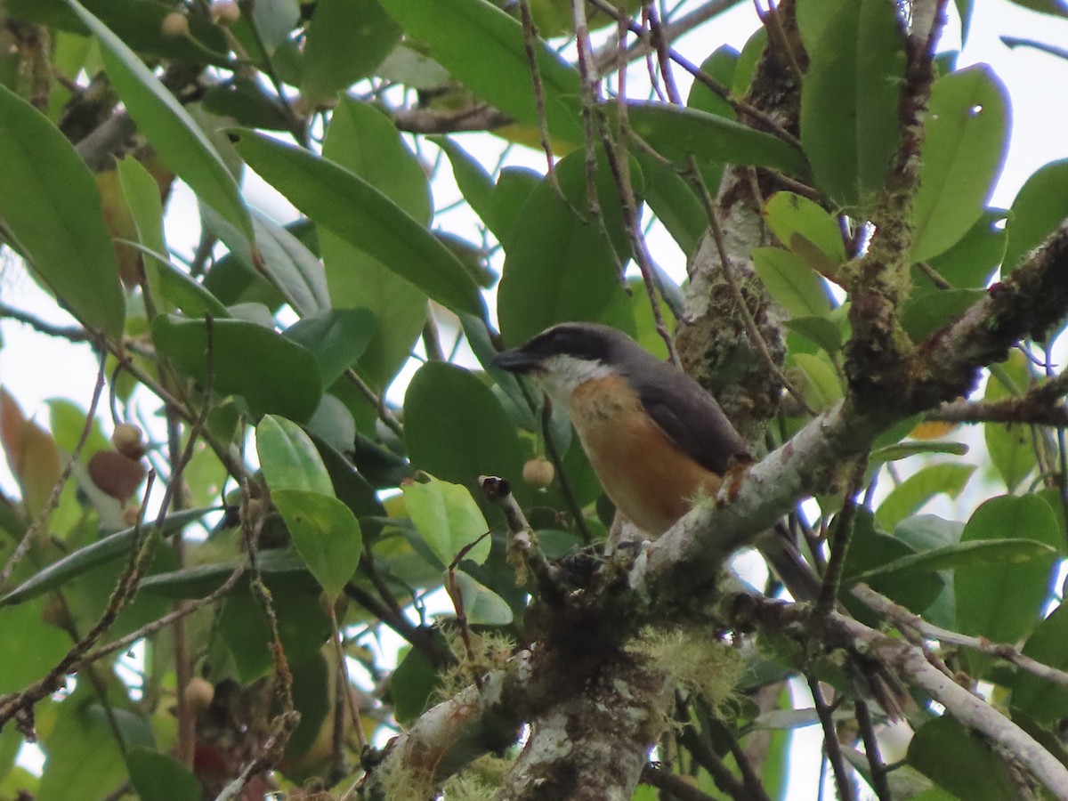 Mountain Shrike - ML645386388