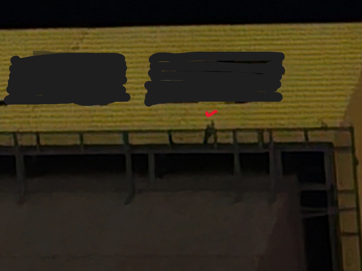 Peregrine Falcon - ML645386389