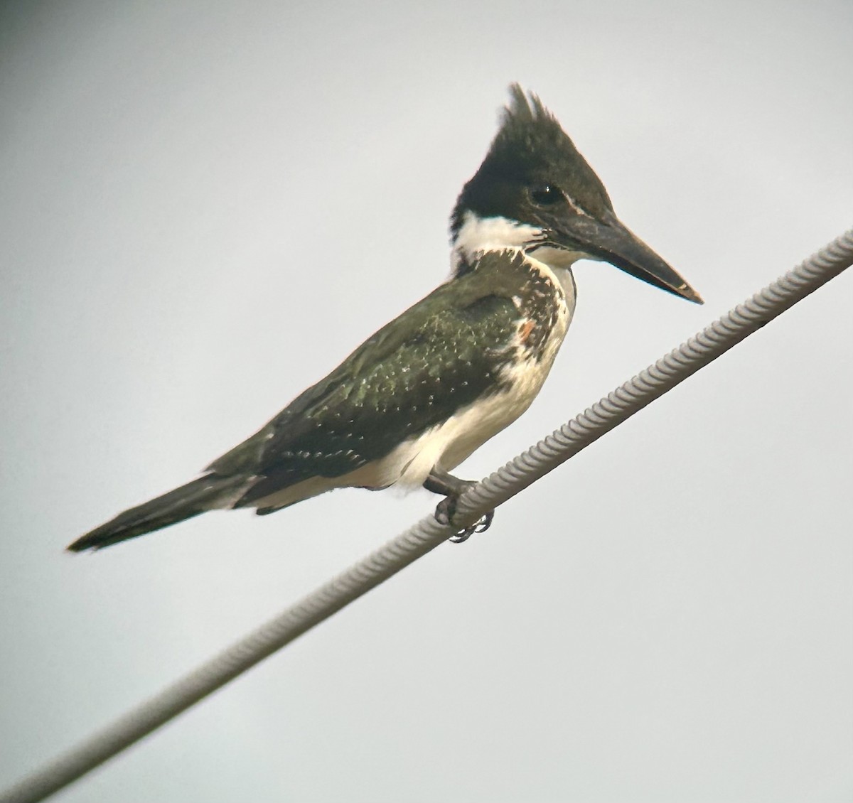 Amazon Kingfisher - ML645386391