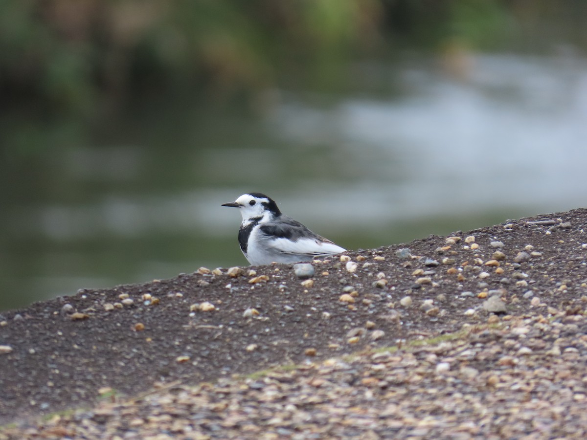White Wagtail (Black-backed) - ML645386394