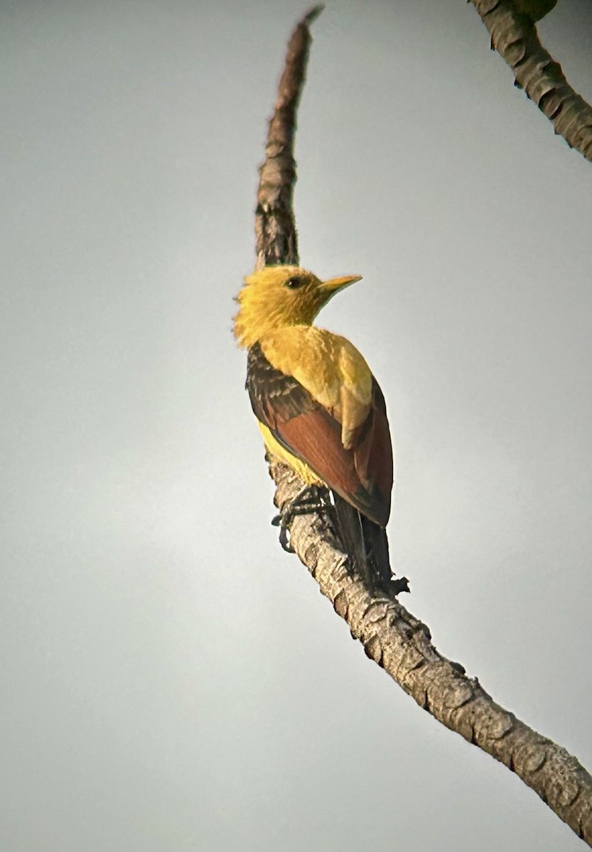 Cream-colored Woodpecker - ML645386400