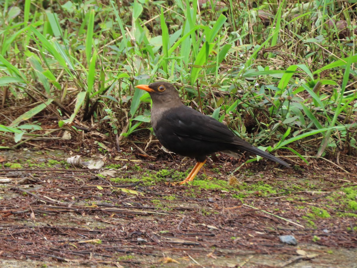 Mindanao Island-Thrush - ML645386403