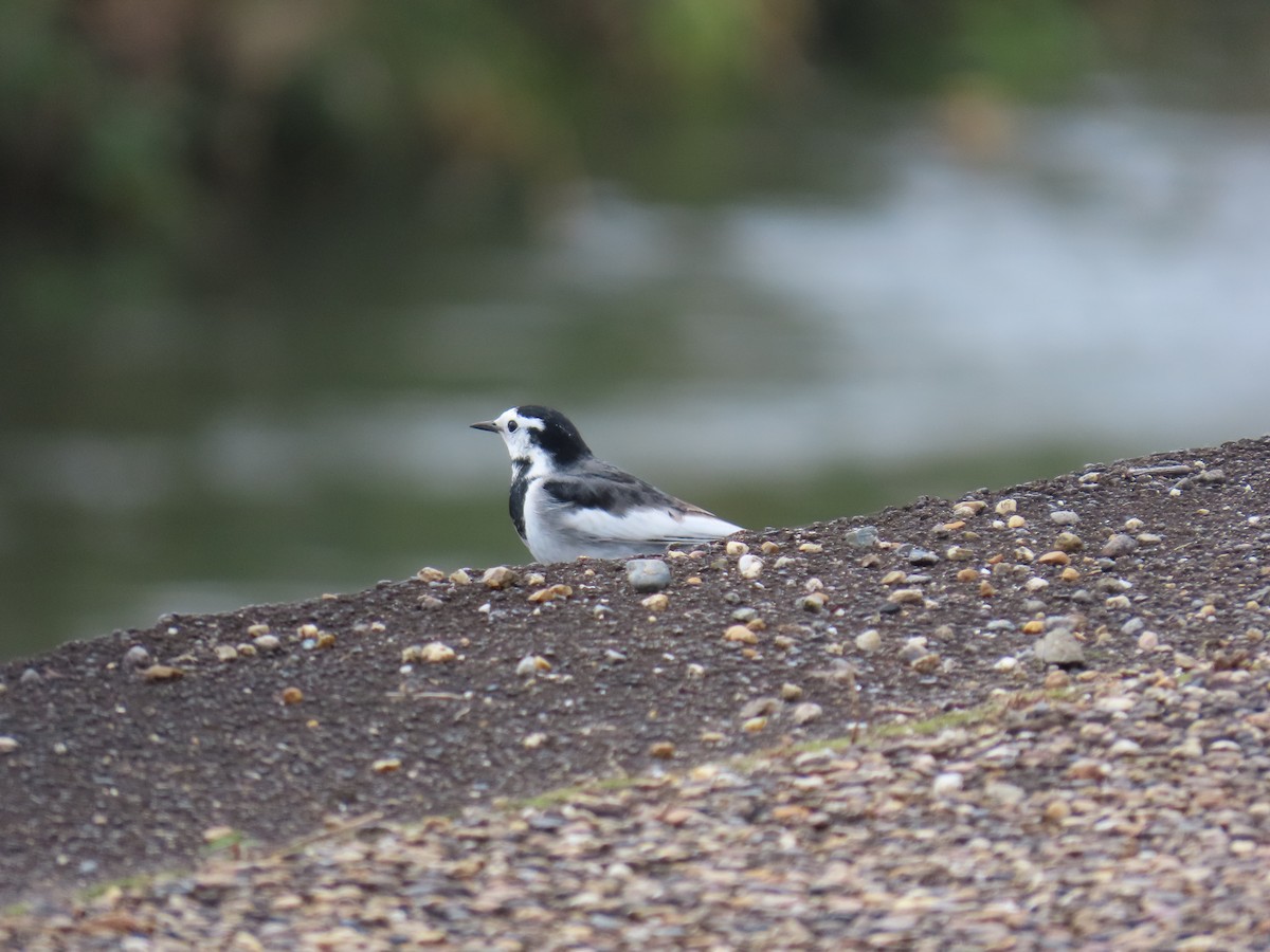 White Wagtail (Black-backed) - ML645386405