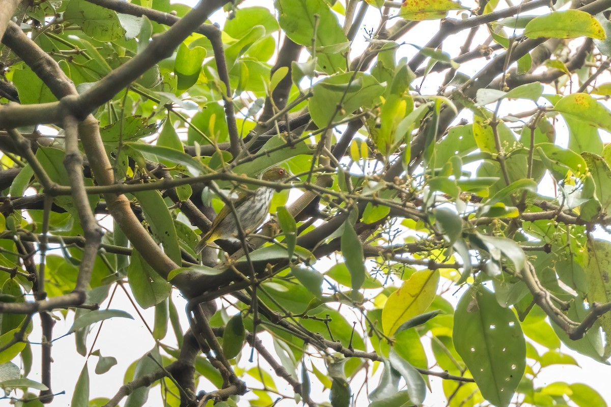 Yellow-vented Flowerpecker - ML645386416