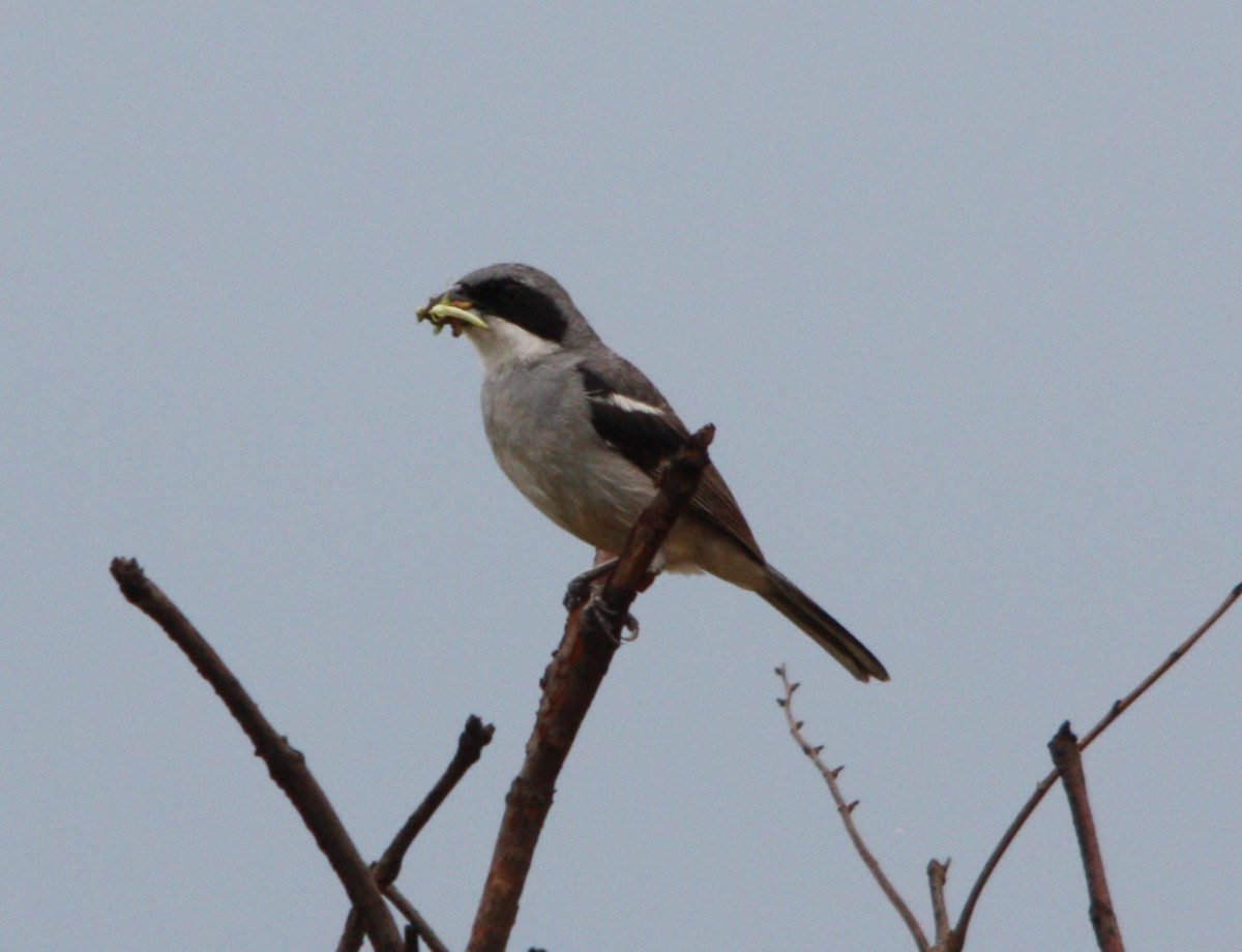 White-banded Tanager - ML645386423