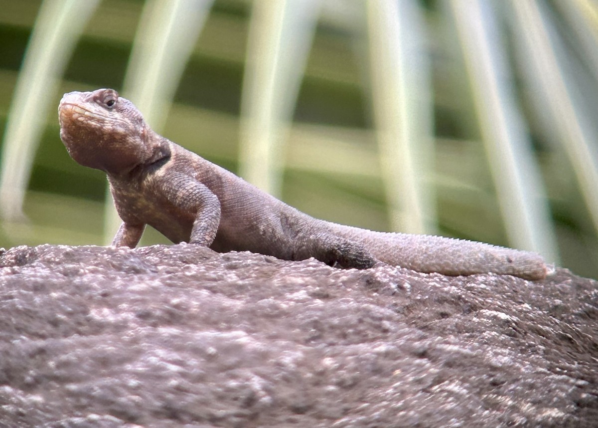 Peters' Lava Lizard - ML645386427