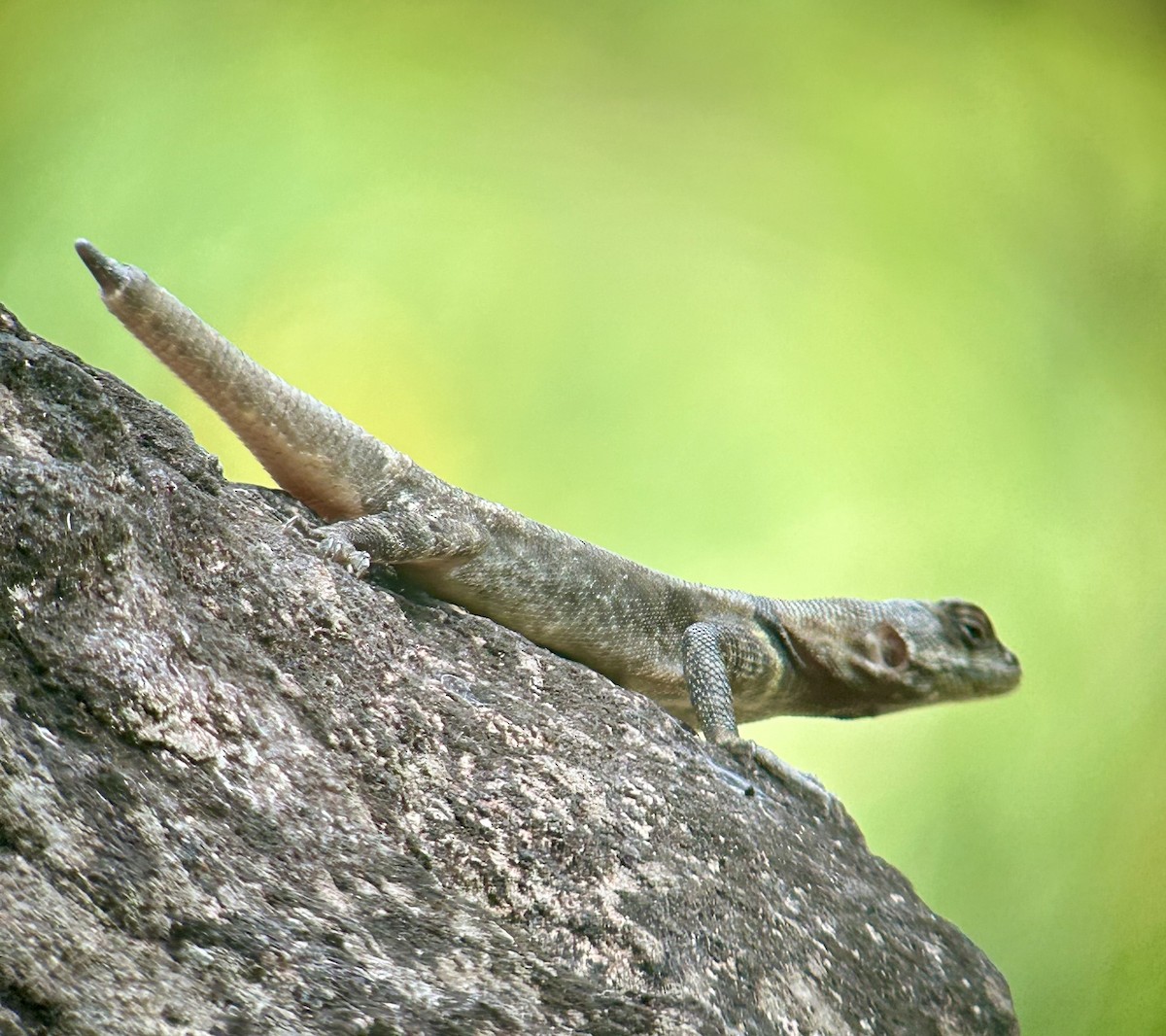 Peters' Lava Lizard - ML645386428