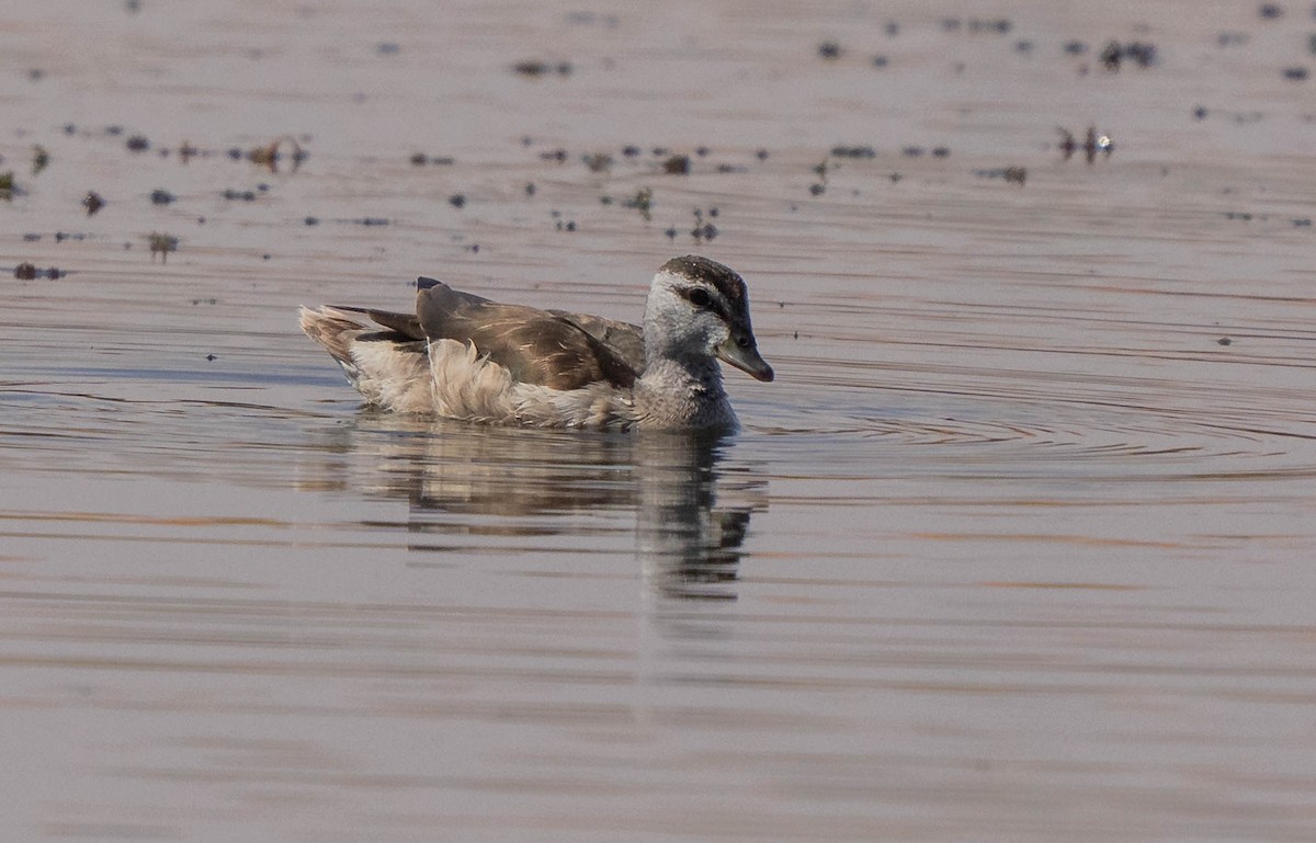 Coromandelgo antzaratxoa - ML645386431